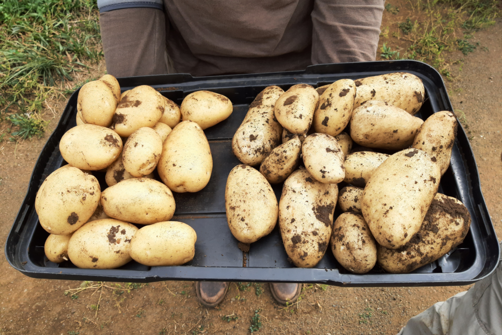 Potato Trial Results